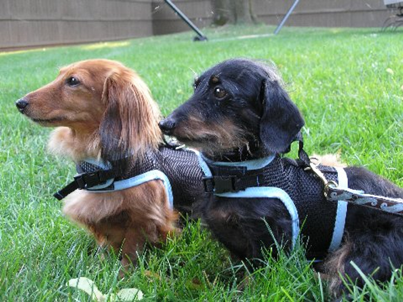 hug a dog harness hug a dog harness